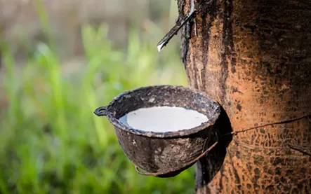 Global rubber production faces continued challenges in 2025