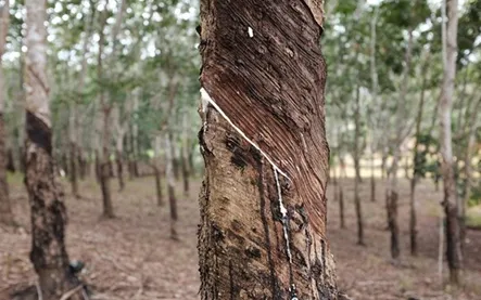 Natural rubber futures continue on prior-week recovery