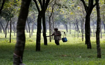 Global Rubber Shortfall Looms in 2025 on Stagnant Output