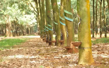 Vietnam's rubber industry accelerates greening to overcome market pressure