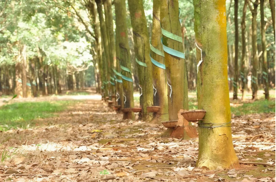 vietnams-rubber-industry-accelerates-greening-to-overcome-market-pressure.png